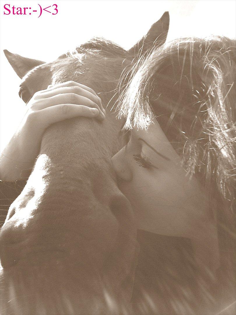 Dansk Varmblod Star billede 11