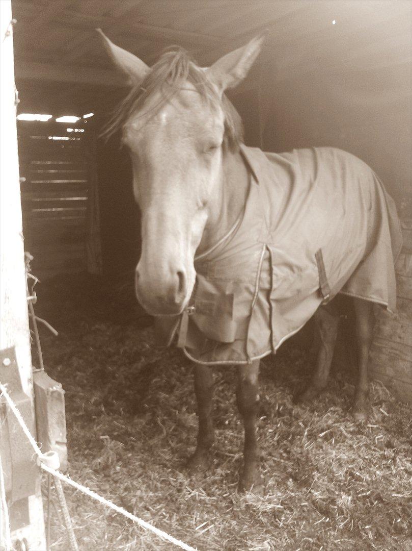 Dansk Varmblod Star billede 12