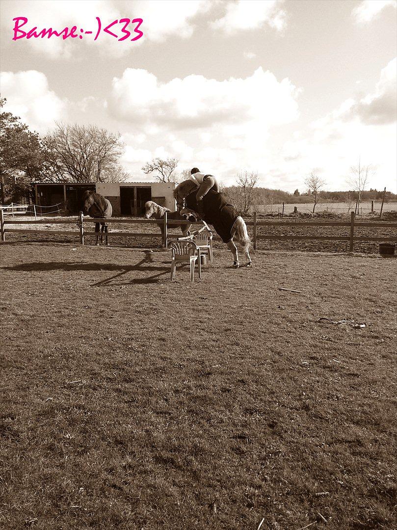 Haflinger Bamse billede 2