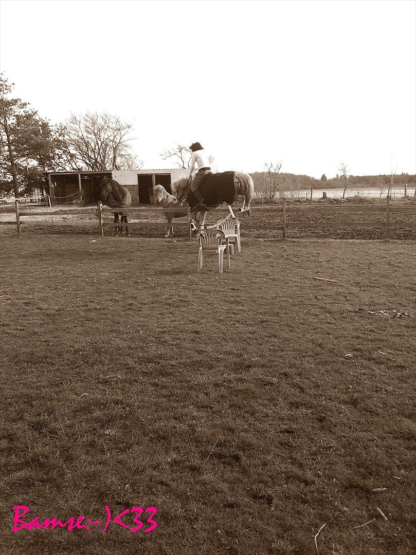 Haflinger Bamse billede 3