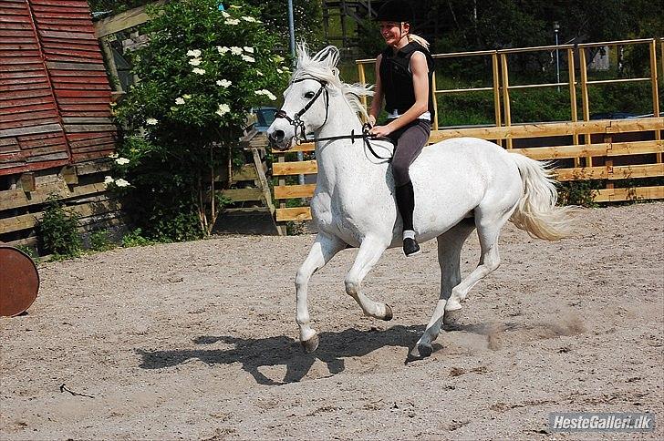Connemara Skousboe Charming Prinsessen(den bedste) - Min stjerne pony<3Du betyder virkelig ALT:* billede 16
