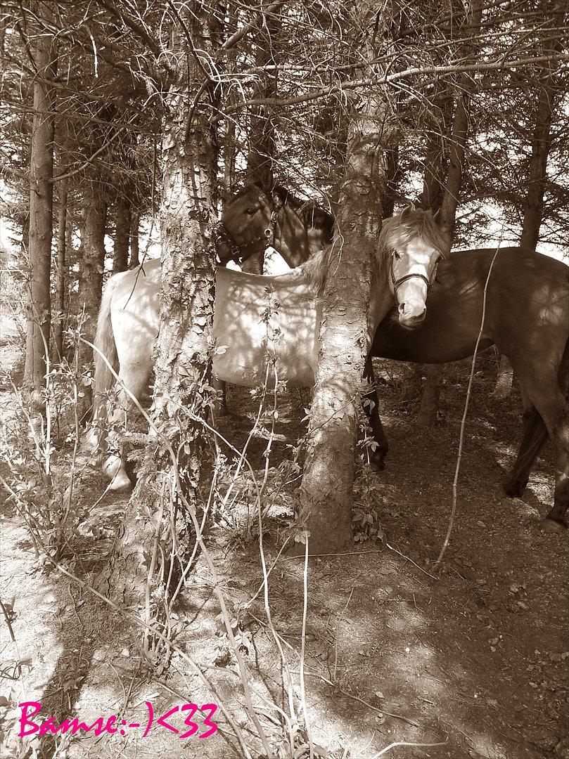 Haflinger Bamse billede 4