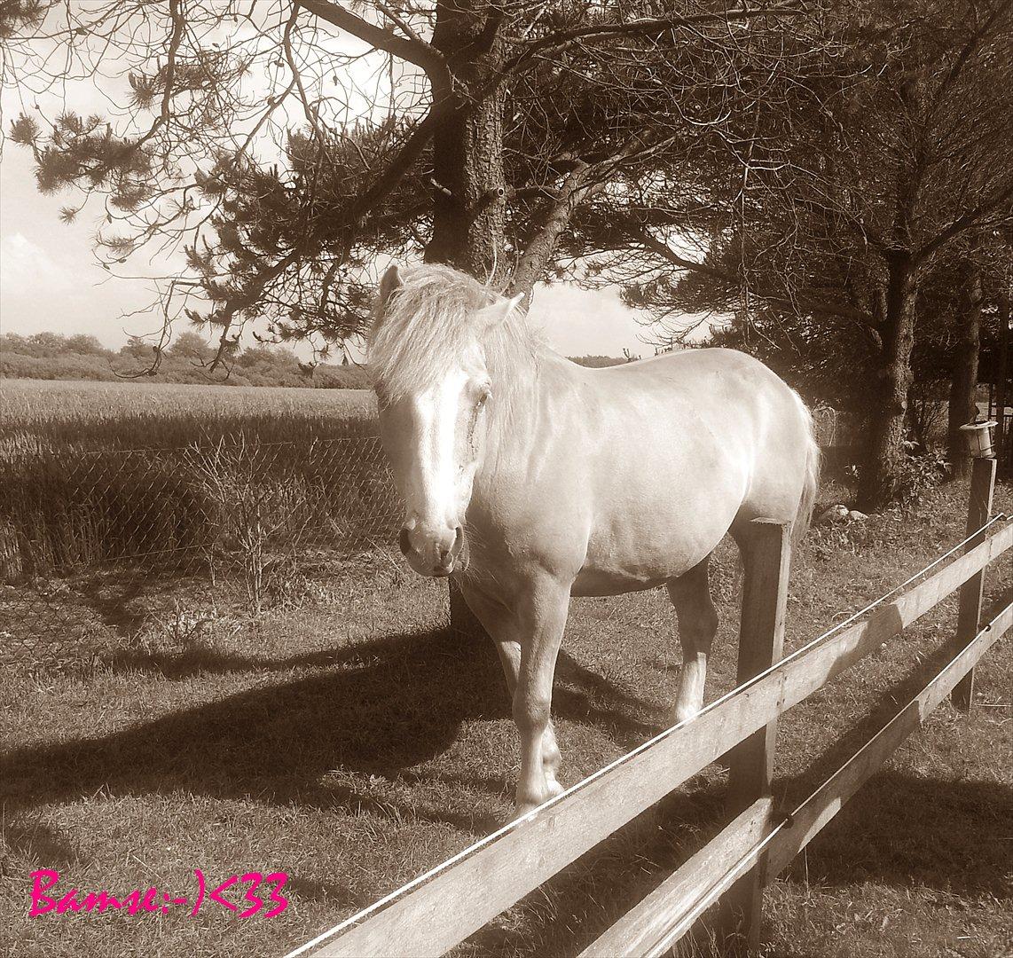 Haflinger Bamse billede 1