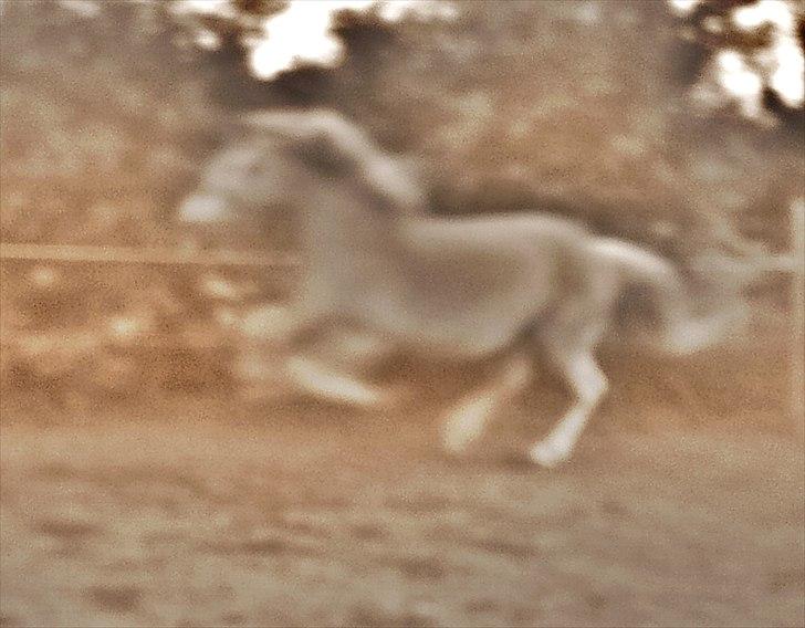 Haflinger Bamse billede 5