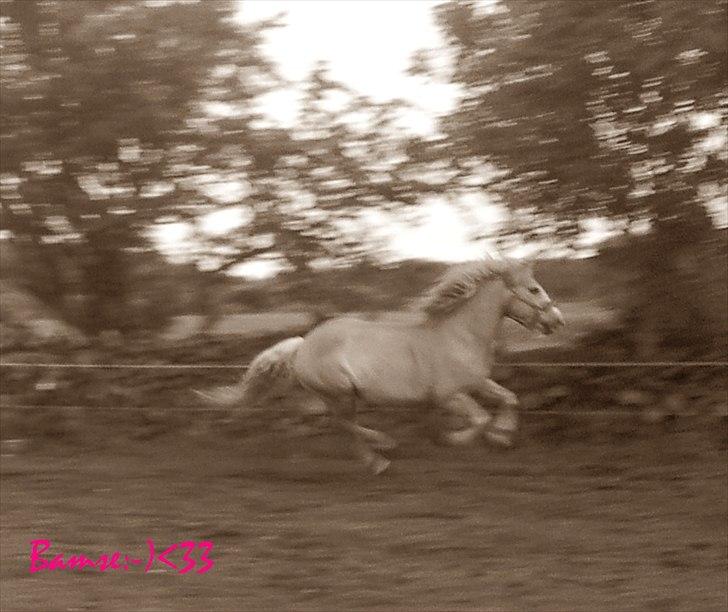 Haflinger Bamse billede 6