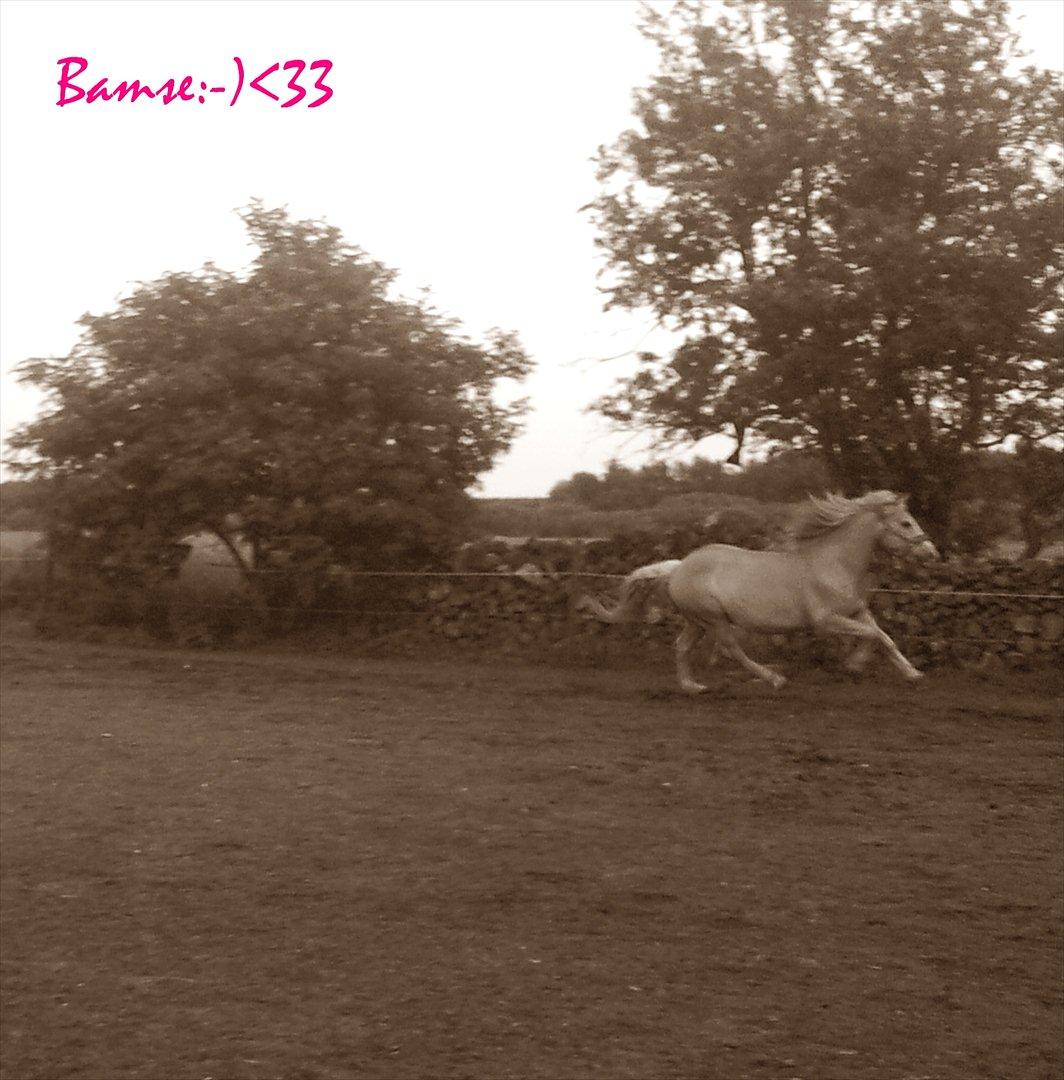 Haflinger Bamse billede 7