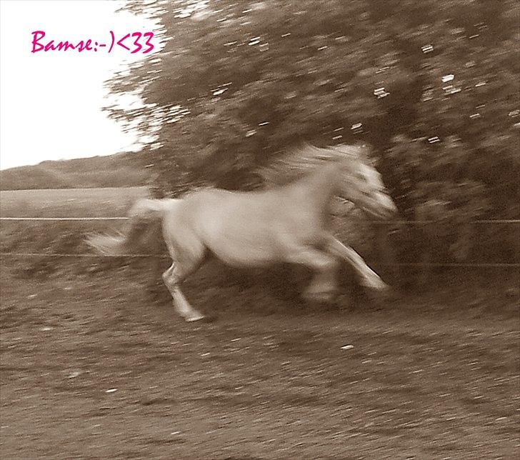 Haflinger Bamse billede 8