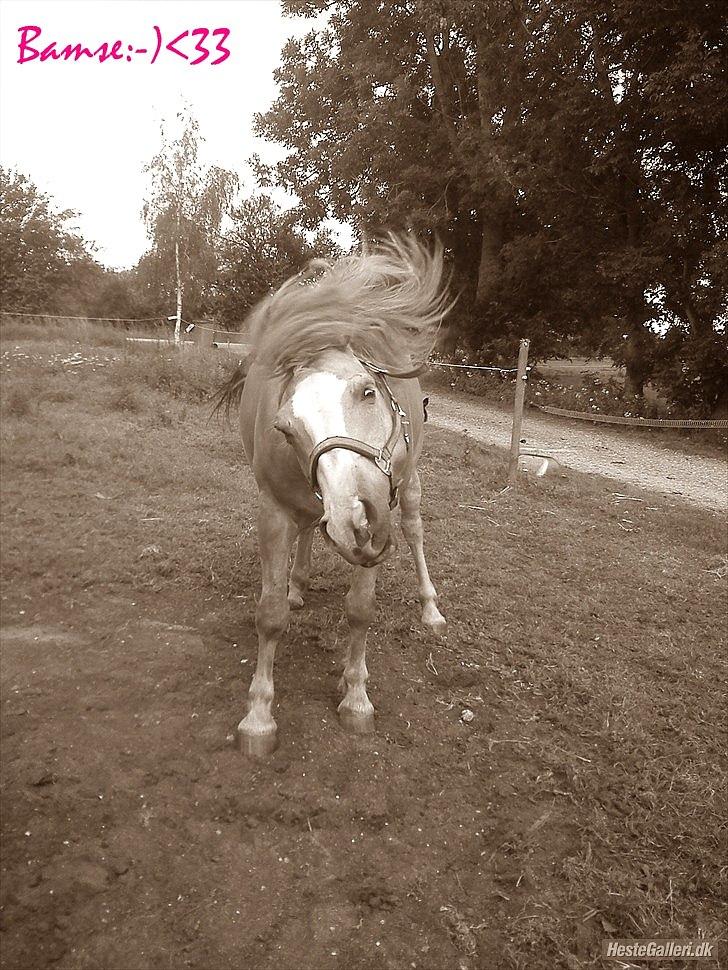 Haflinger Bamse billede 10