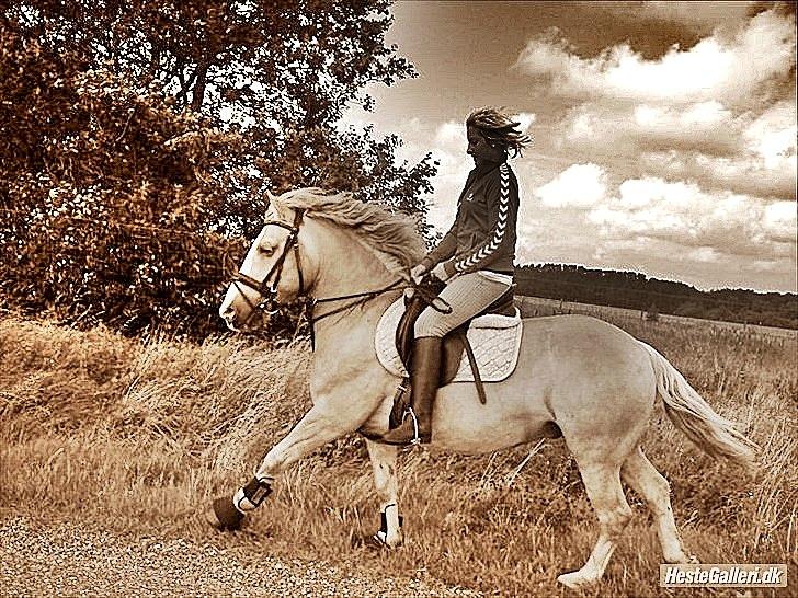 Haflinger Bamse billede 11