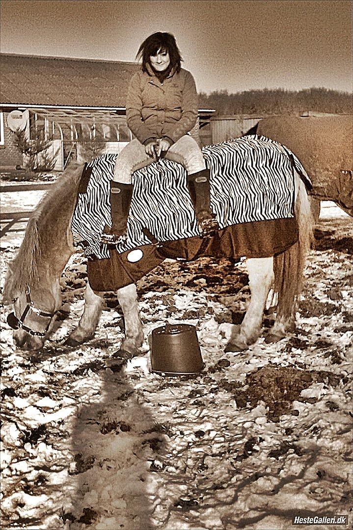 Haflinger Bamse billede 12