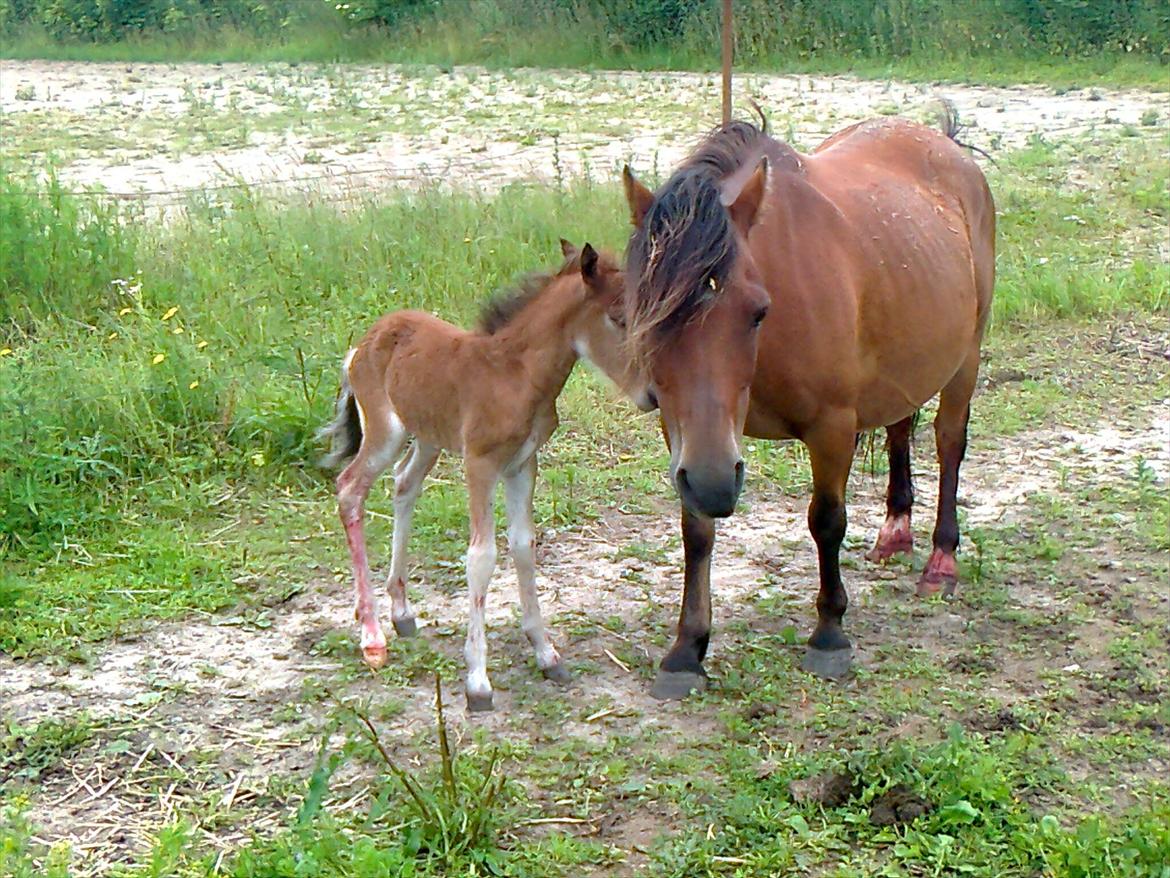 Anden særlig race Trixi's Trioline billede 3