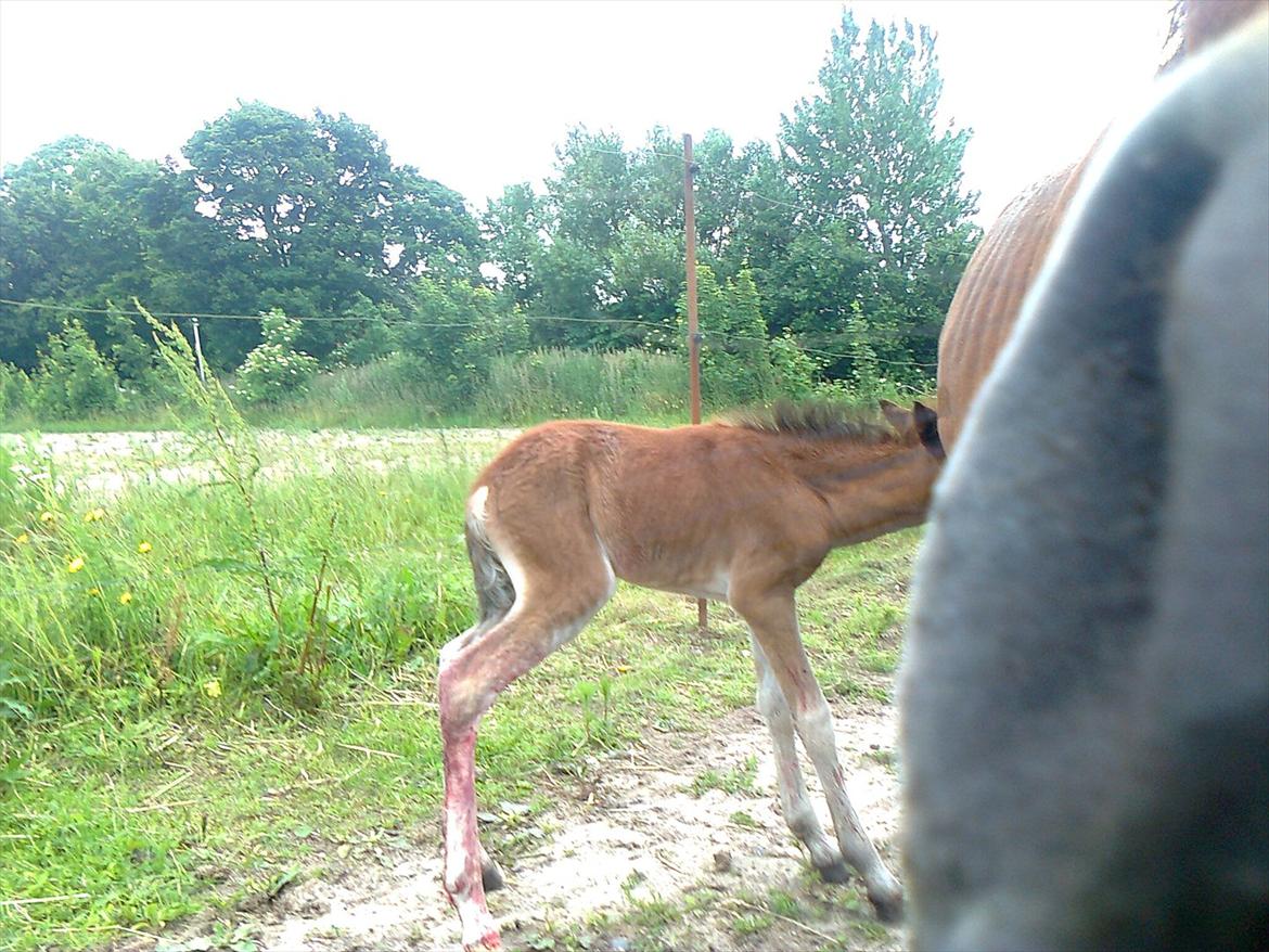 Anden særlig race Trixi's Trioline billede 4