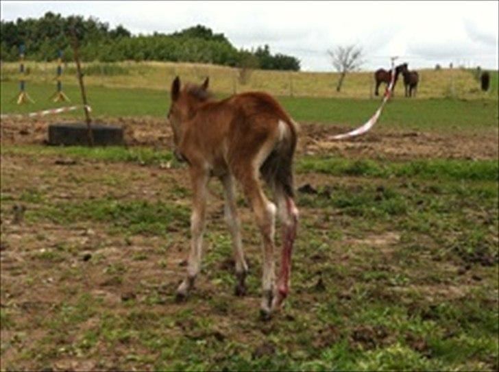 Anden særlig race Trixi's Trioline billede 5