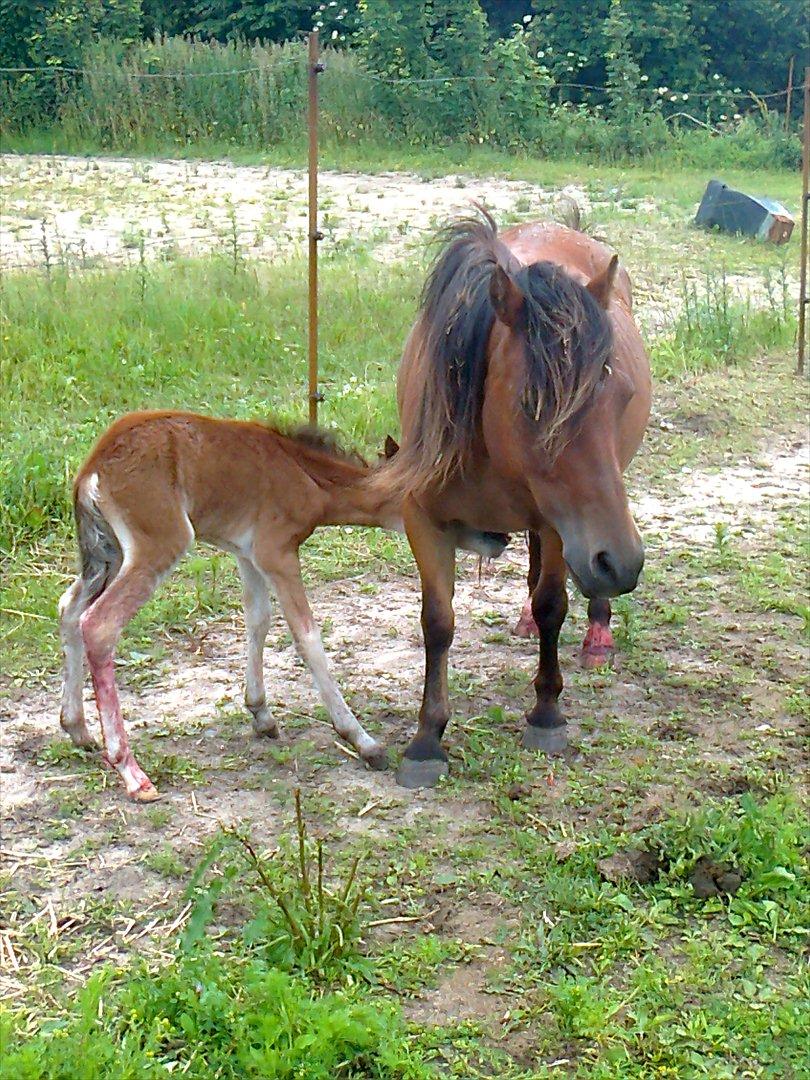 Anden særlig race Trixi's Trioline billede 6