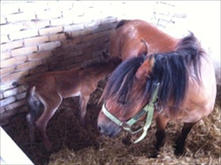 Anden særlig race Trixi's Trioline billede 7