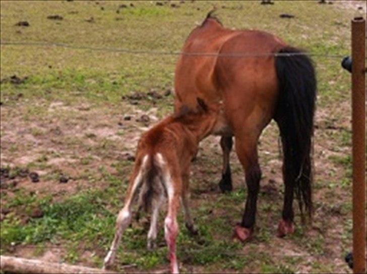 Anden særlig race Trixi's Trioline billede 8