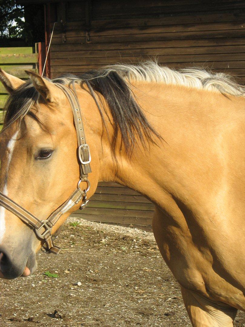 Anden særlig race Golden Zafra - Zafra 2 år billede 2
