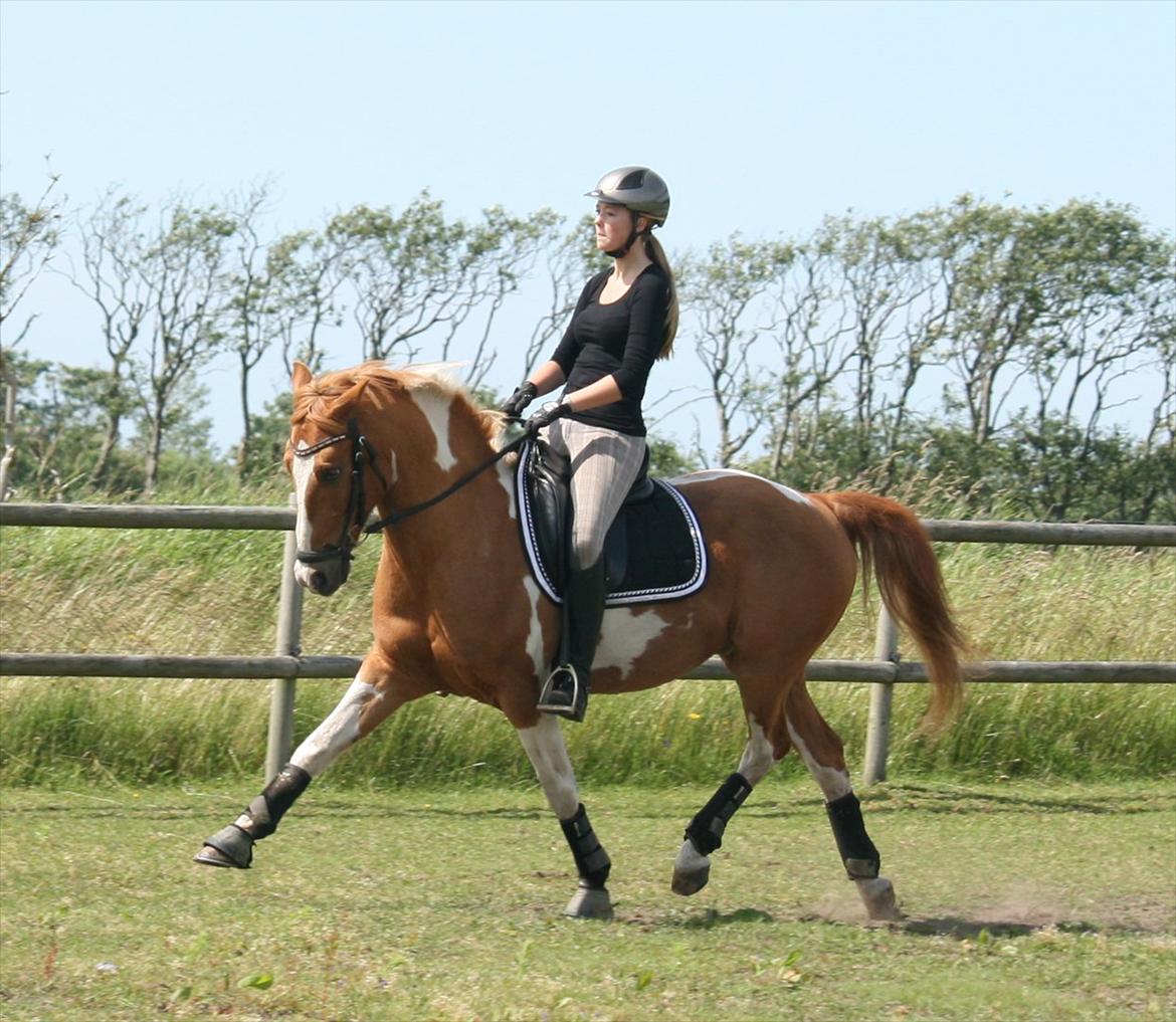 Anden særlig race • Trebjerregårds Grande • - I en lækker øgning! <3 billede 2
