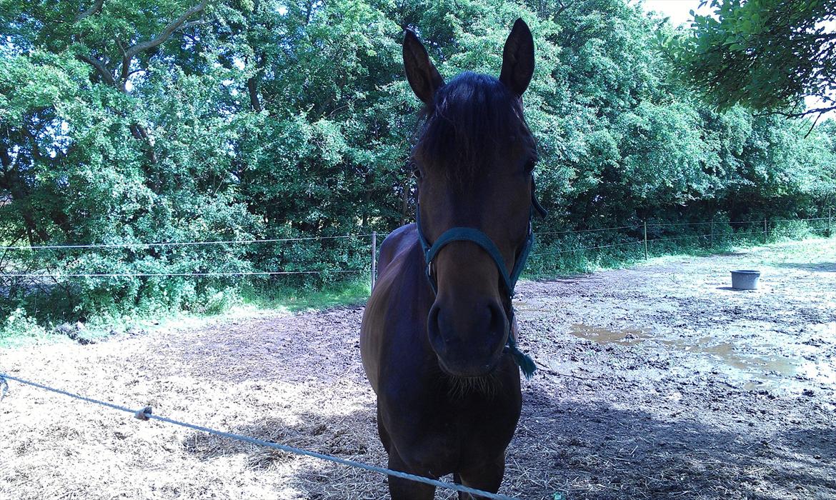 Dansk Varmblod Magic's Zalvaro billede 13