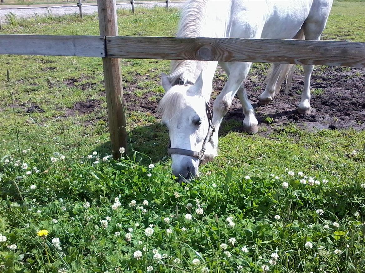 Welsh Mountain (sec A) Rosso Bianco - Dejlig grønt græs :D
02-07-12 Foto: Mig med mobil billede 19