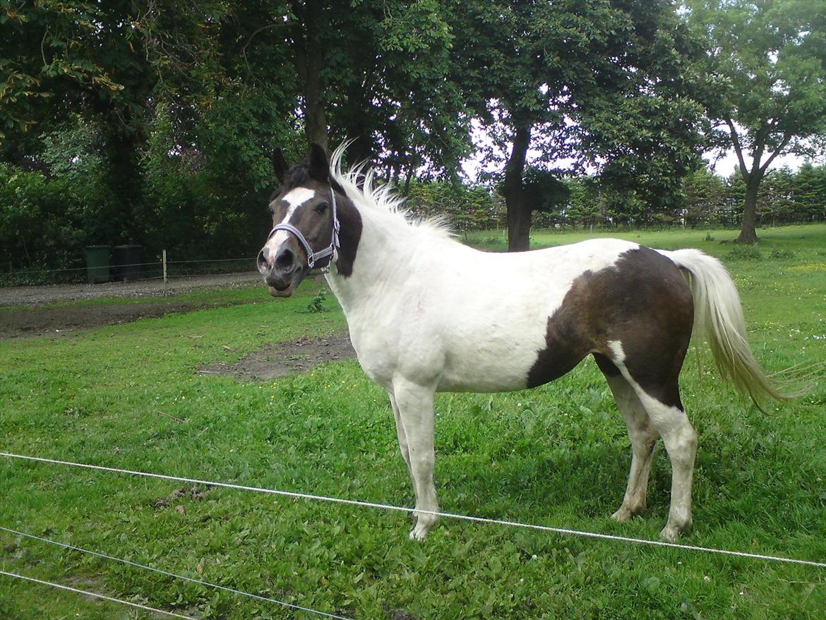 Pinto Kezia billede 18