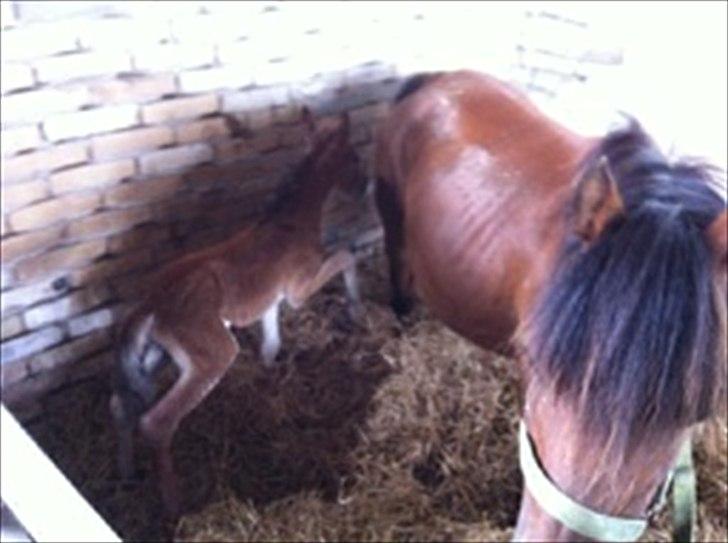 Anden særlig race Trixi's Trioline billede 9