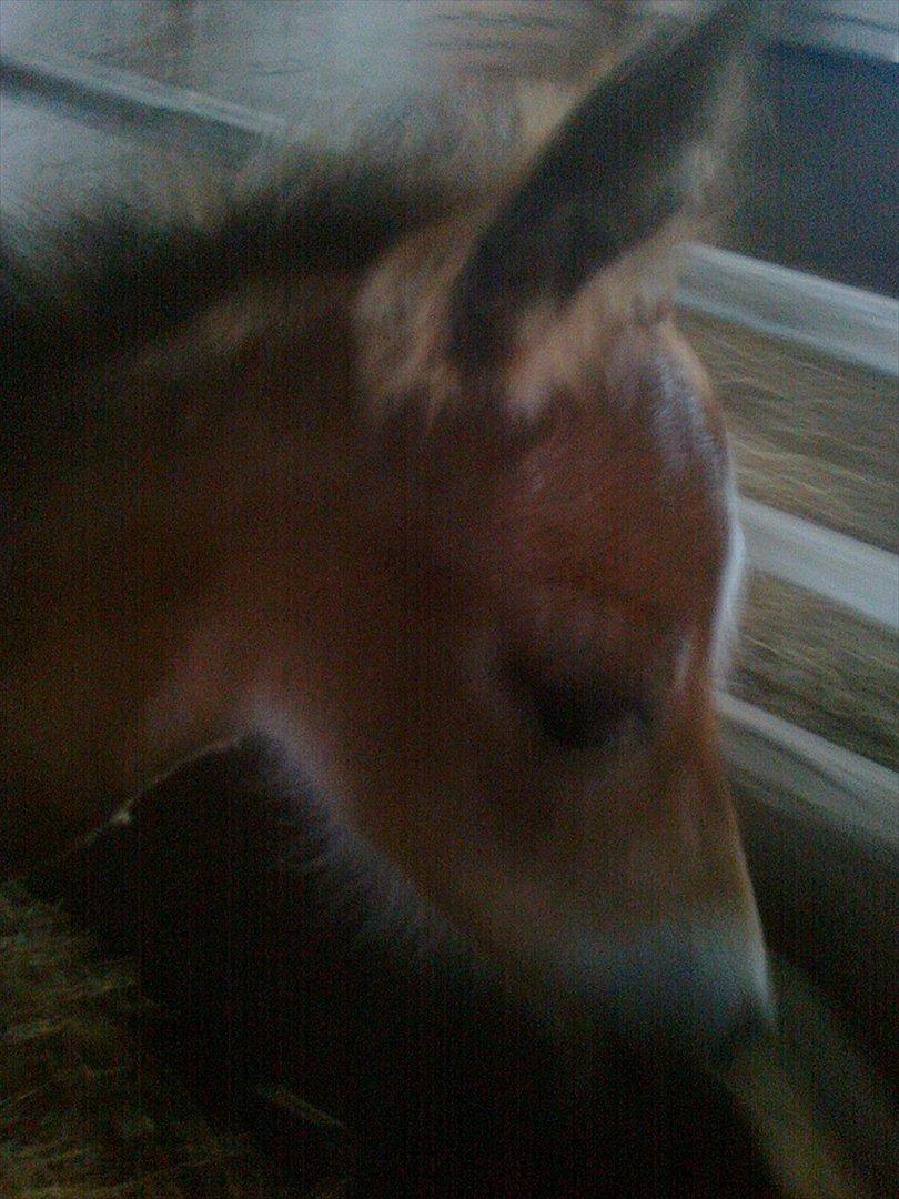 Anden særlig race Trixi's Trioline billede 1