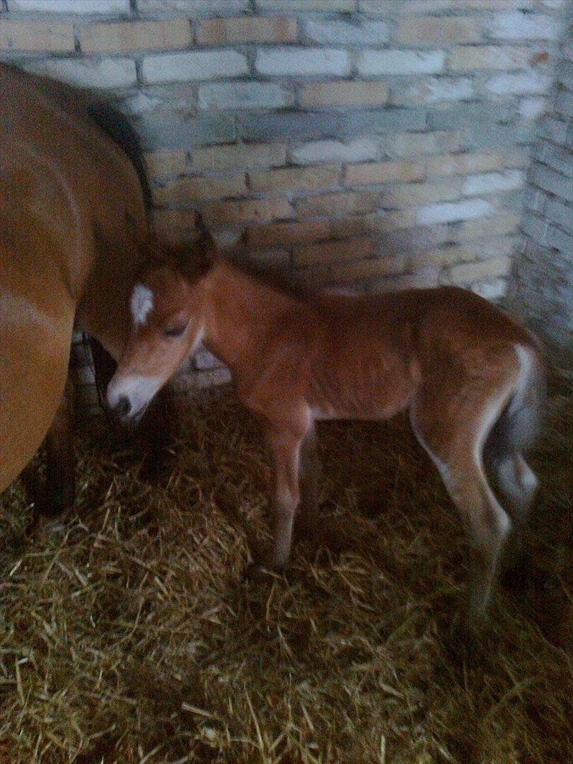 Anden særlig race Trixi's Trioline billede 2