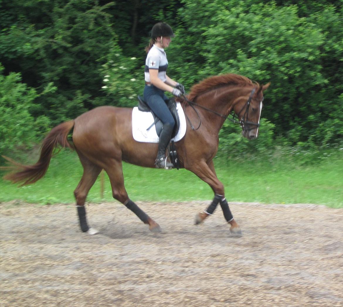 Dansk Varmblod Madigan Lox billede 8