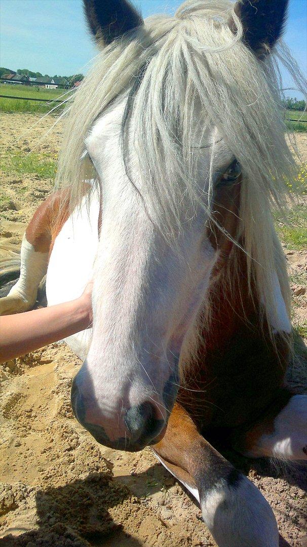 Irish Cob Cosy Beautey Báine (Bounty) billede 3