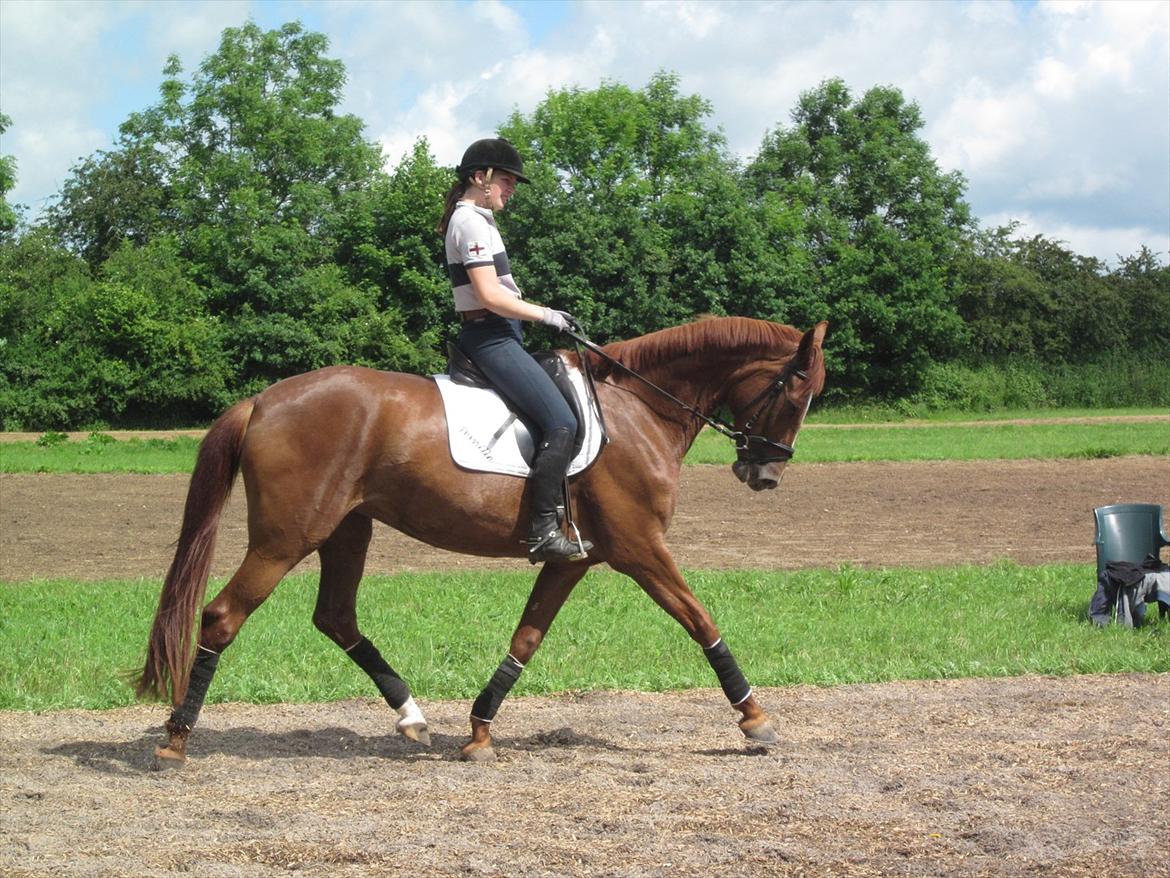 Dansk Varmblod Madigan Lox billede 9