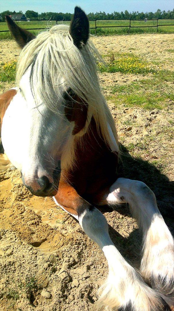 Irish Cob Cosy Beautey Báine (Bounty) billede 2