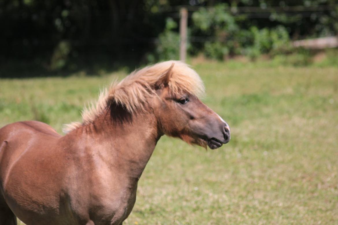 Shetlænder Aastrupgaards August - Smukkeste ponymand 1/7-12 billede 5