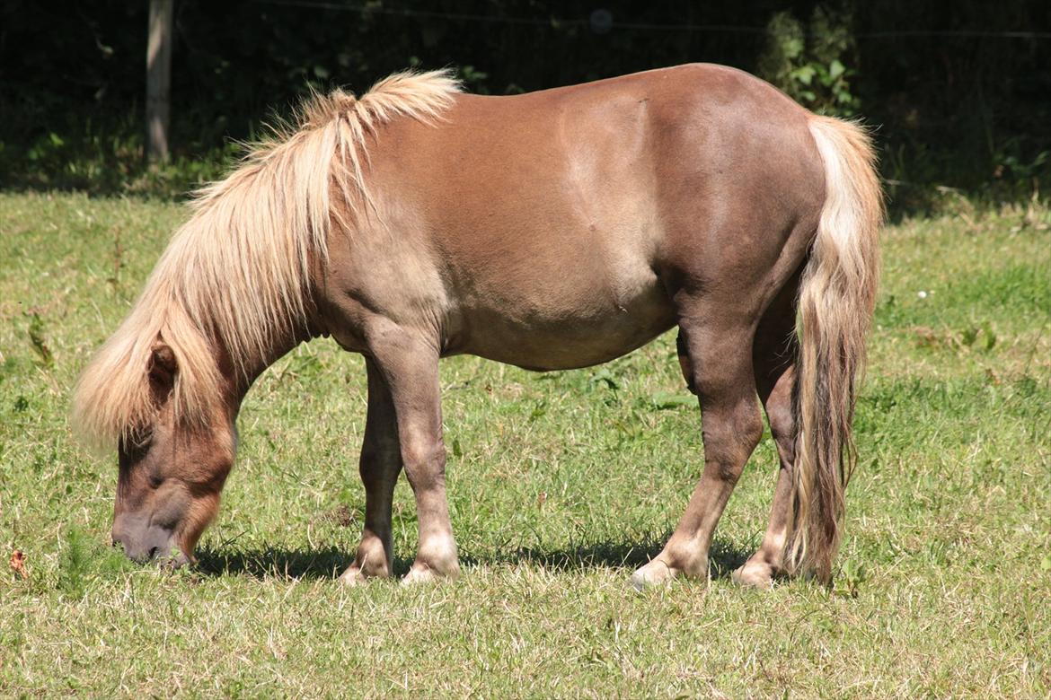 Shetlænder Aastrupgaards August - smukke pony 1/7-12 billede 18