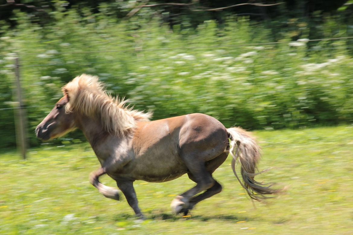 Shetlænder Aastrupgaards August - vild pony 1 juli 2012 billede 4