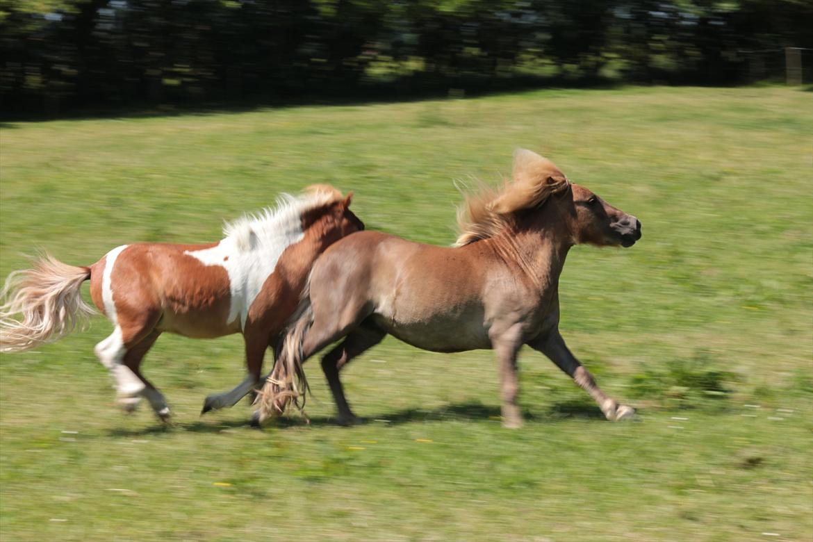 Shetlænder Aastrupgaards August - Jolly og August 1/7-12 billede 19