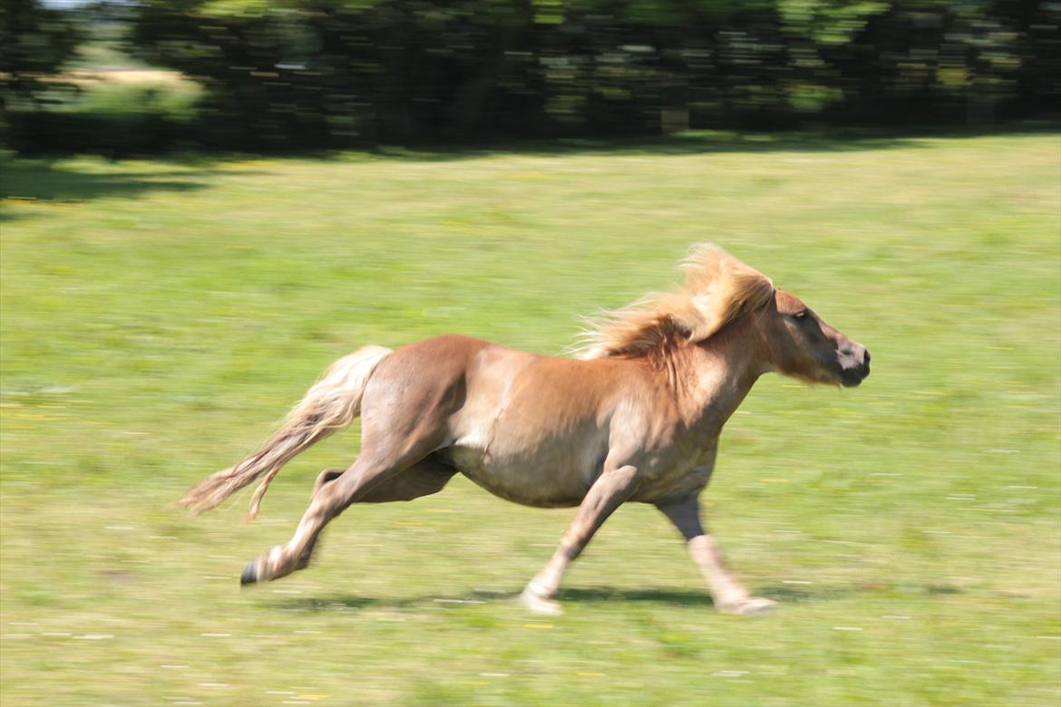 Shetlænder Aastrupgaards August - Turbo August 1 juli 2012 billede 3