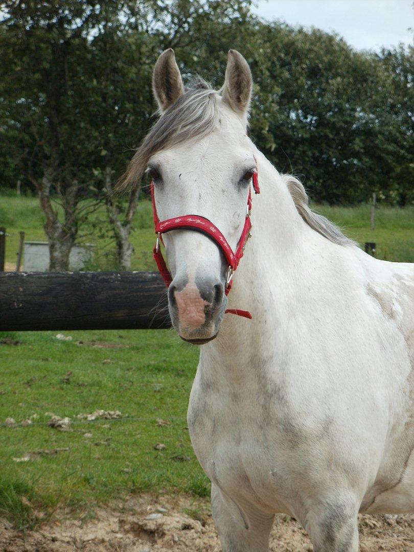 Anden særlig race Cæsar billede 2