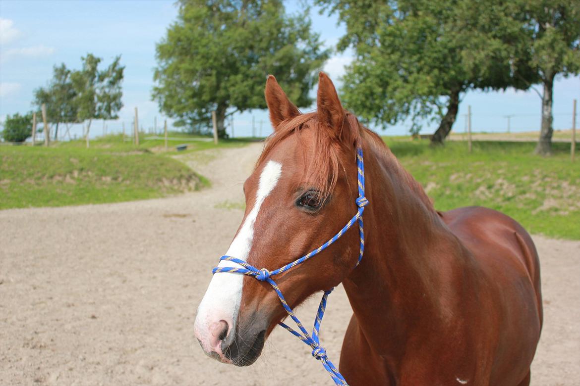 Anden særlig race Ferrari - 19, fisen med sin flotte rebgrime <3 foto ~ Mig. billede 19
