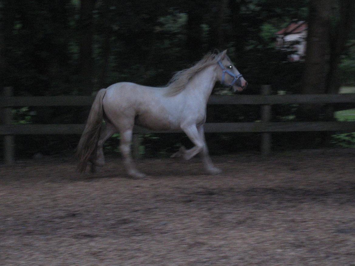Irish Cob ITS Evening Star billede 14