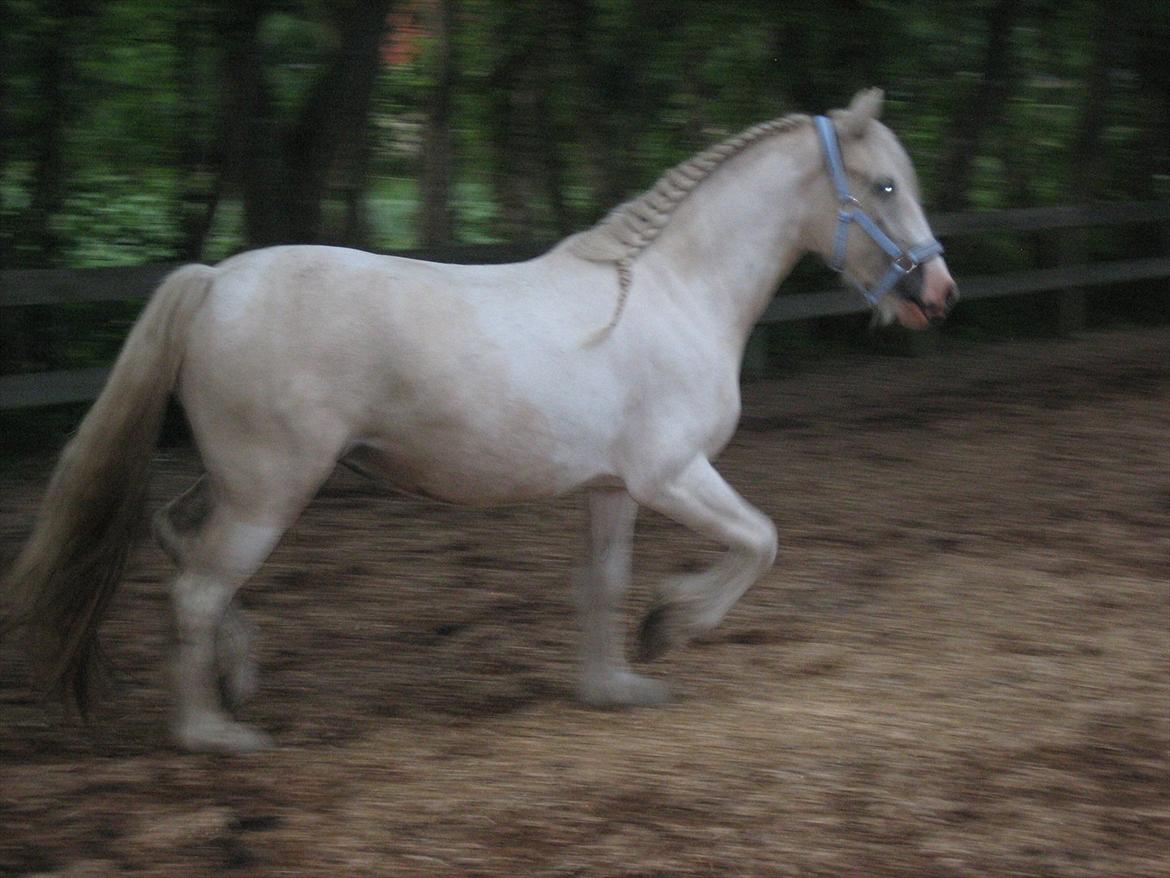 Irish Cob ITS Evening Star billede 17