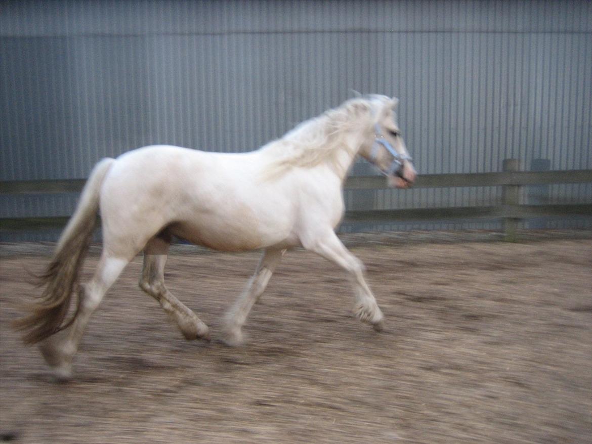 Irish Cob ITS Evening Star billede 19