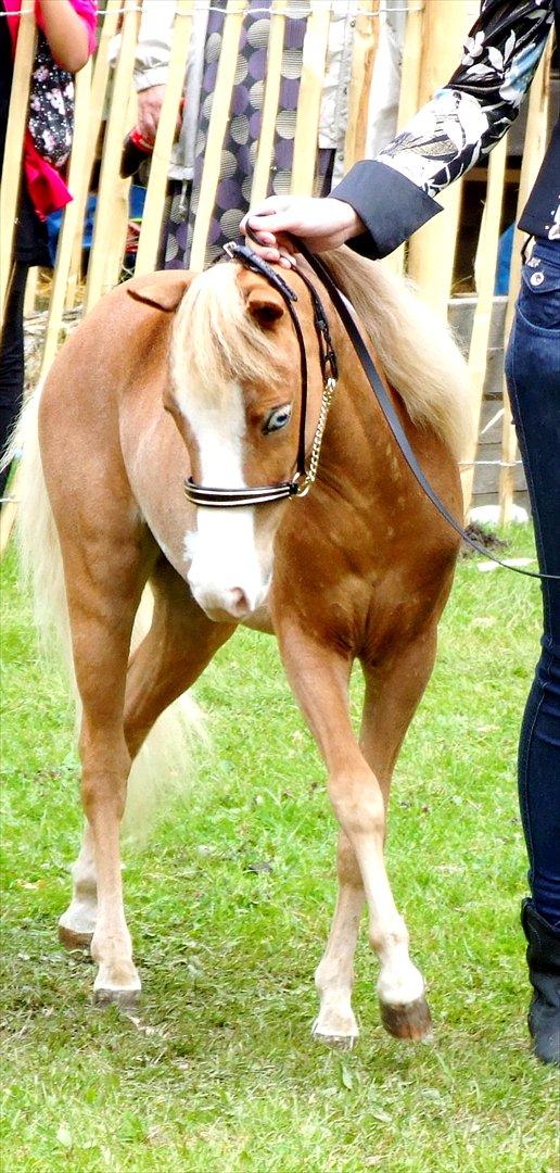 Amerikansk Miniature Søglimts LB Red Rose - Rose til MHCE i Sverige - Hvor hun blev GRAND CHAMPION og 2x RESERVE GRAND CHAMPION billede 3