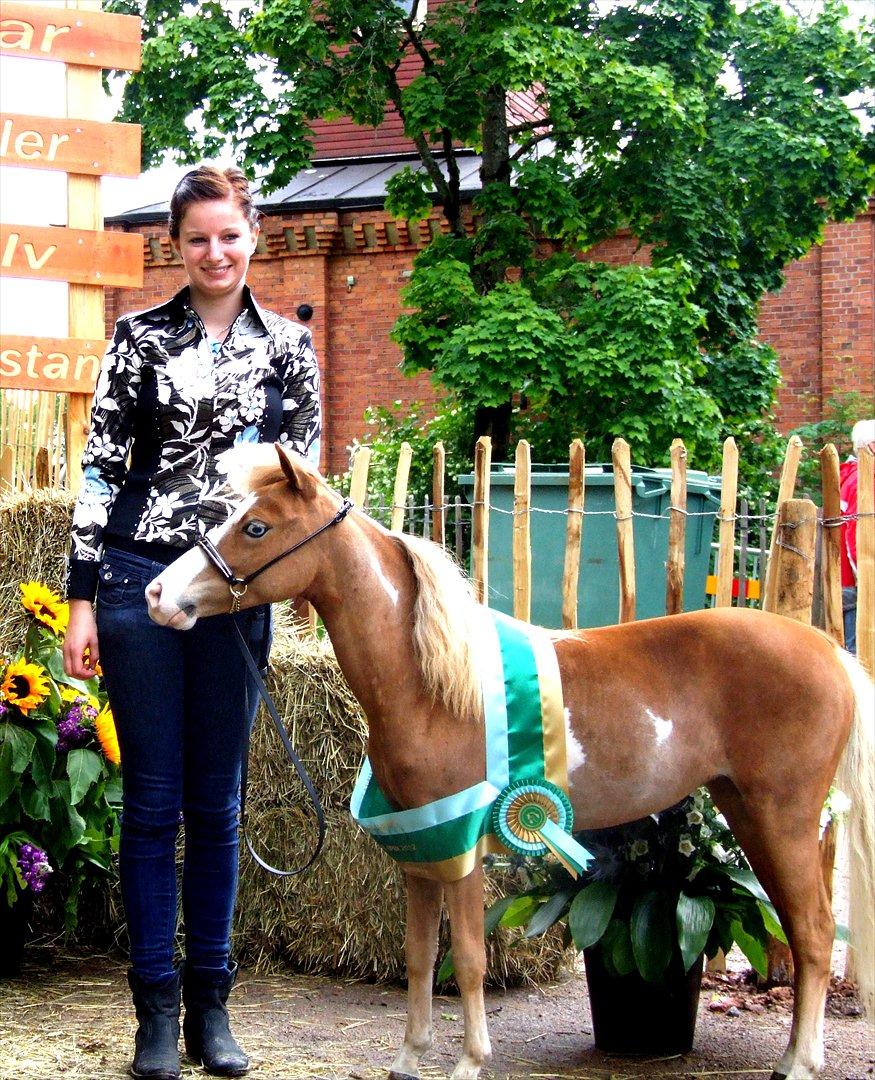 Amerikansk Miniature Søglimts LB Red Rose - GRAND CHAMPION AMATEUR LV2 billede 4