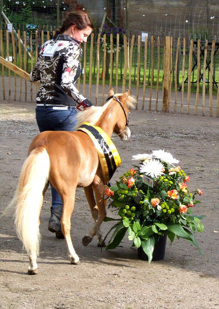 Amerikansk Miniature Søglimts LB Red Rose - AMH RESERVE GRAND CHAMPION JUNIOR MARE billede 6