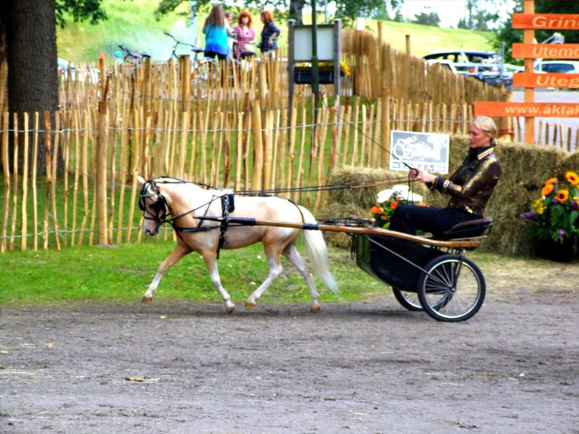 Amerikansk Miniature The Entertainer - Champion Country Pleasure driving + Best Driving Pinto billede 7
