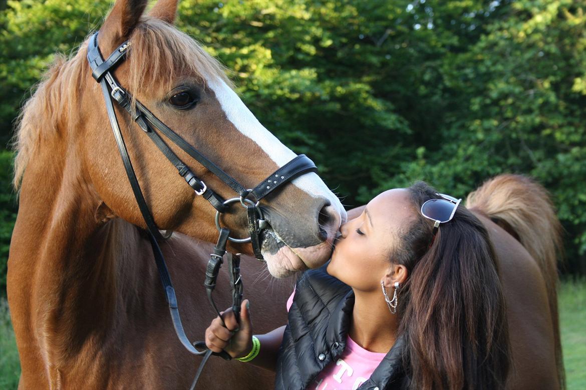 Anglo Araber (AA) Khalit billede 4