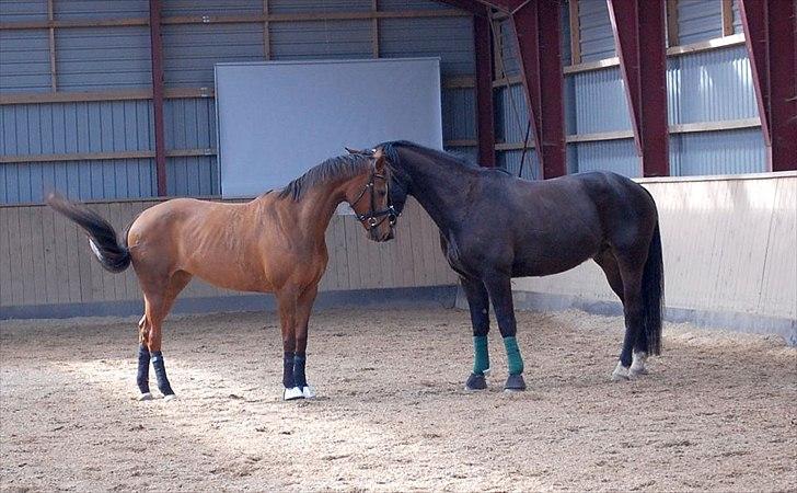 Dansk Varmblod Dalia Imhoff - Qato og Dalia hygger, mine to ynlings pruhester<3 billede 4