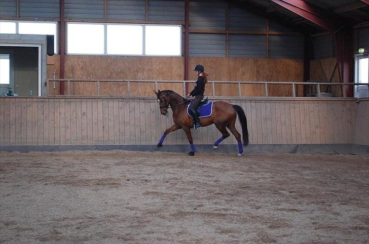 Dansk Varmblod Dalia Imhoff - MIlle og pony rider Dressur <3  billede 7