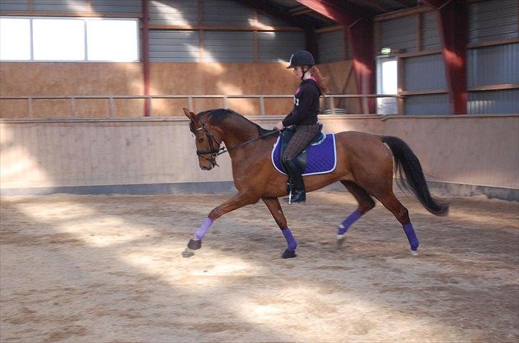 Dansk Varmblod Dalia Imhoff - Mille og Dalia rider dressur ;) billede 2